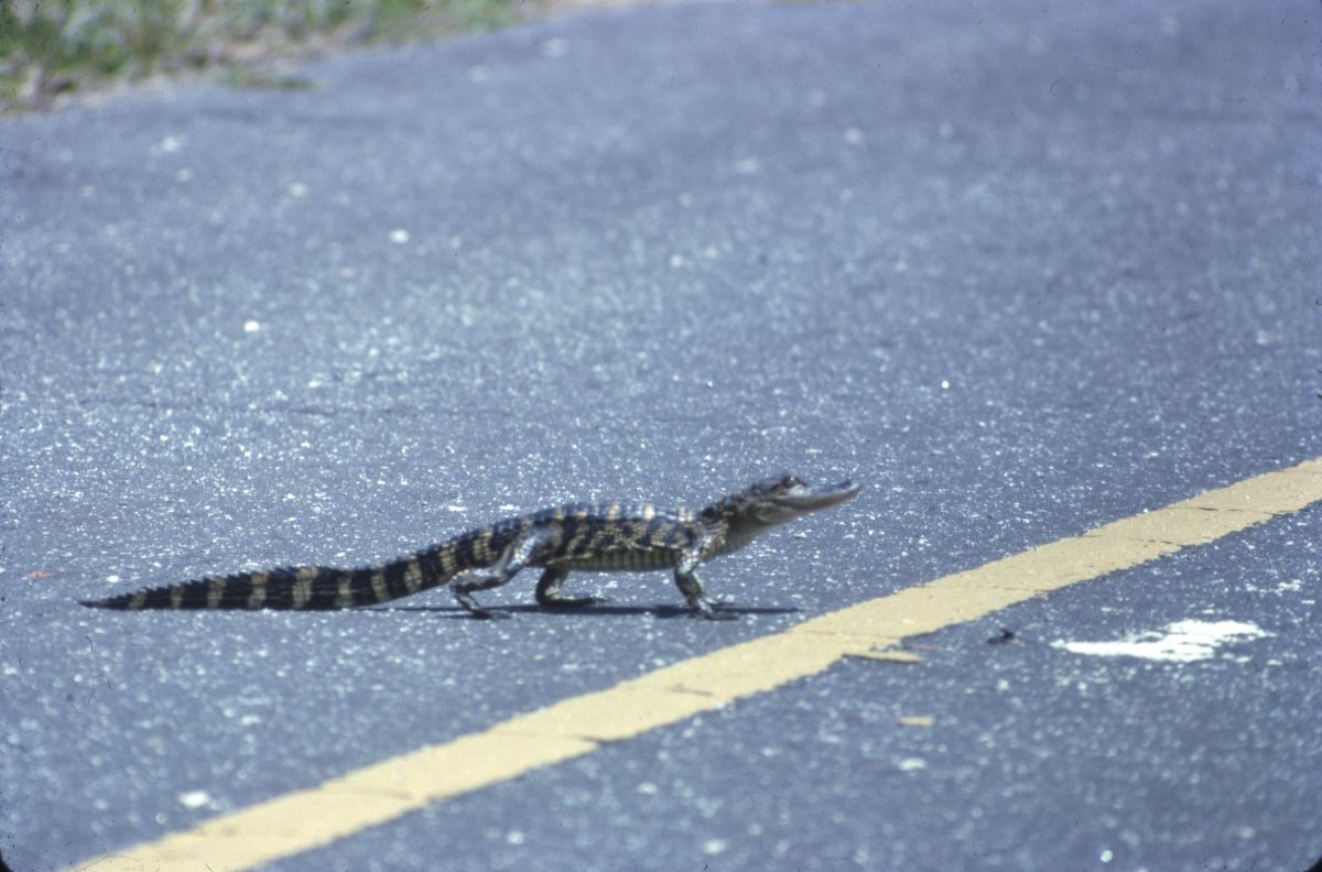 Young alligator - Saint Marks, Florida