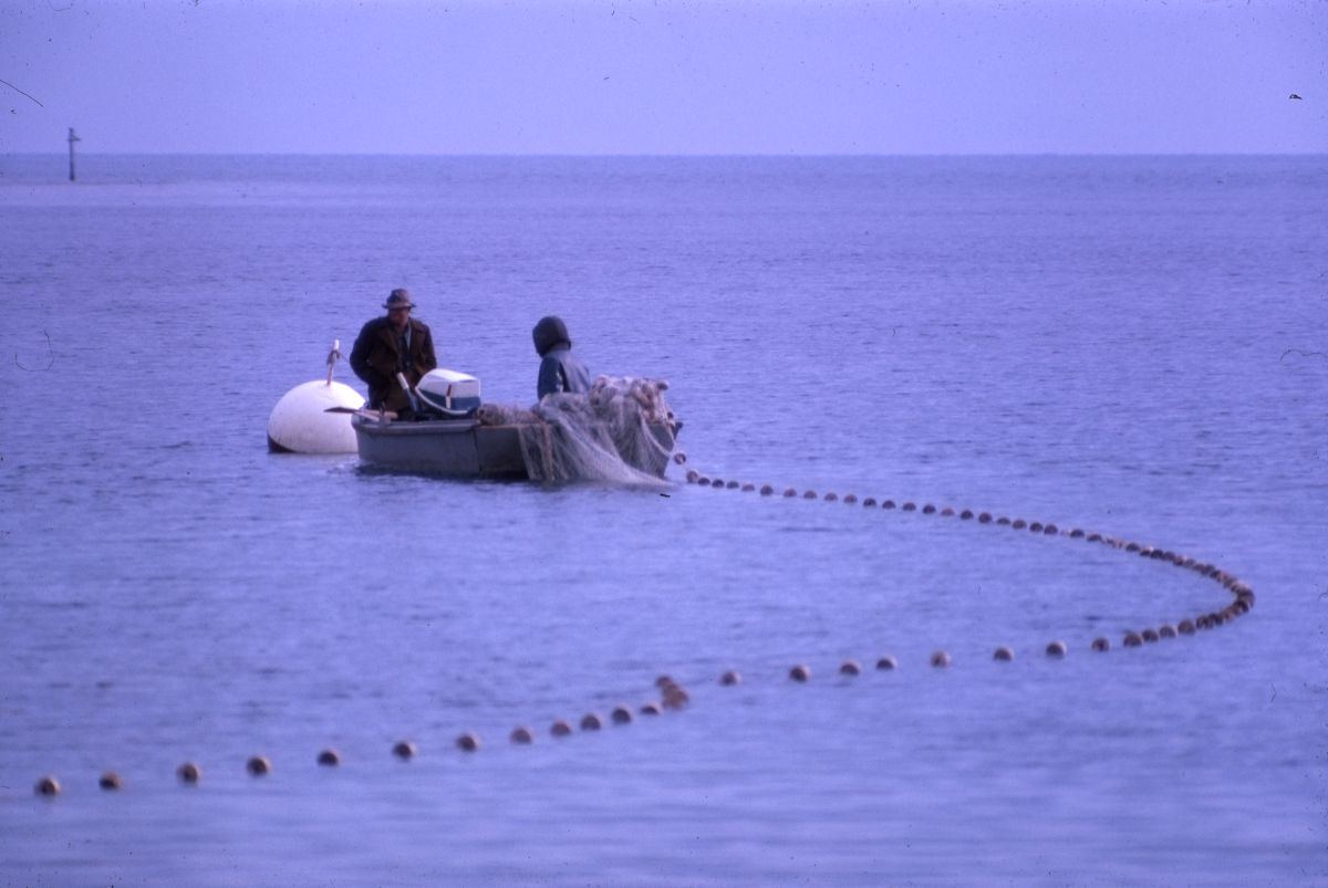 Fishermen using seine net - Shell Point, Florida