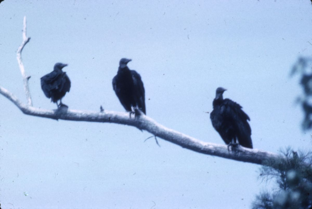 Black vultures on limb