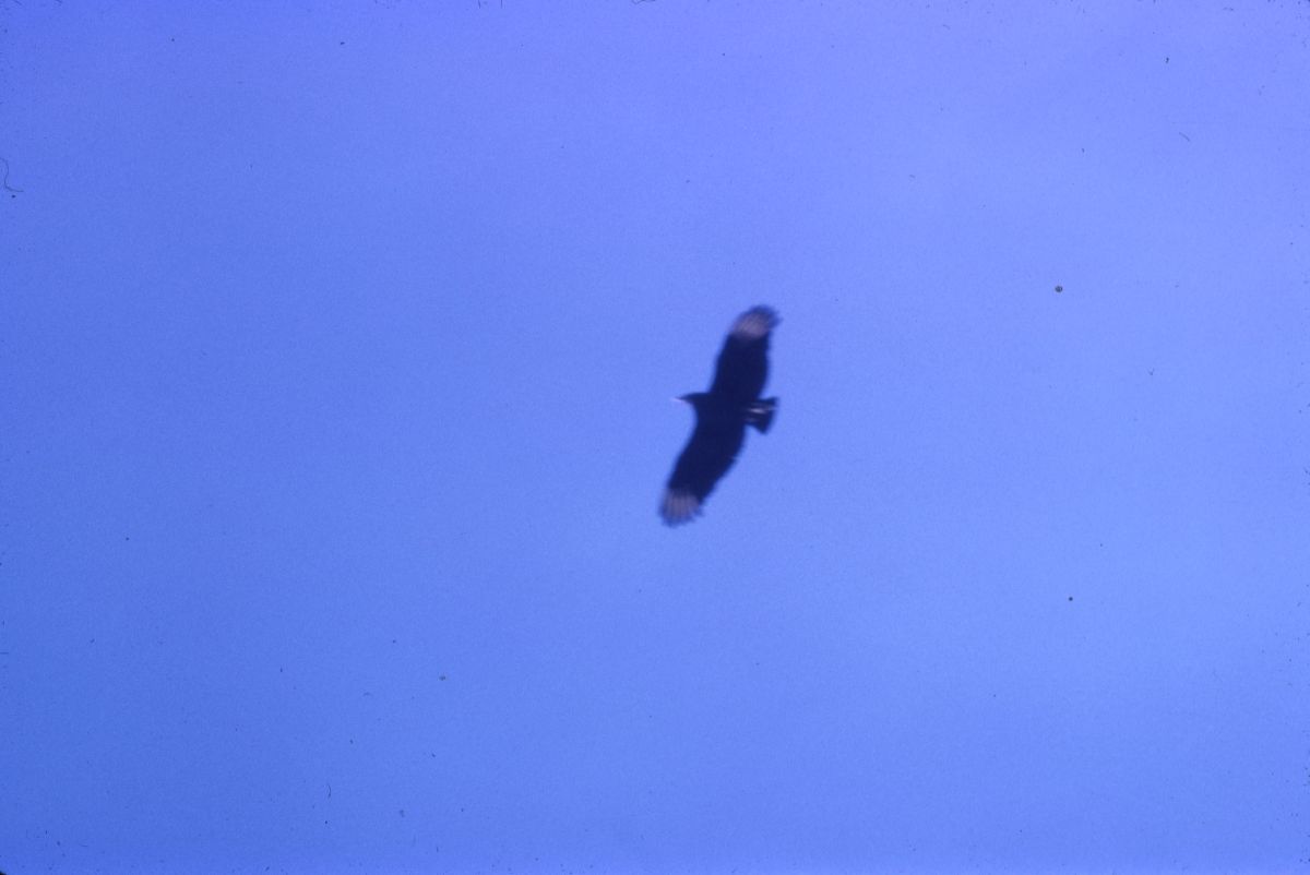 Black vulture in flight