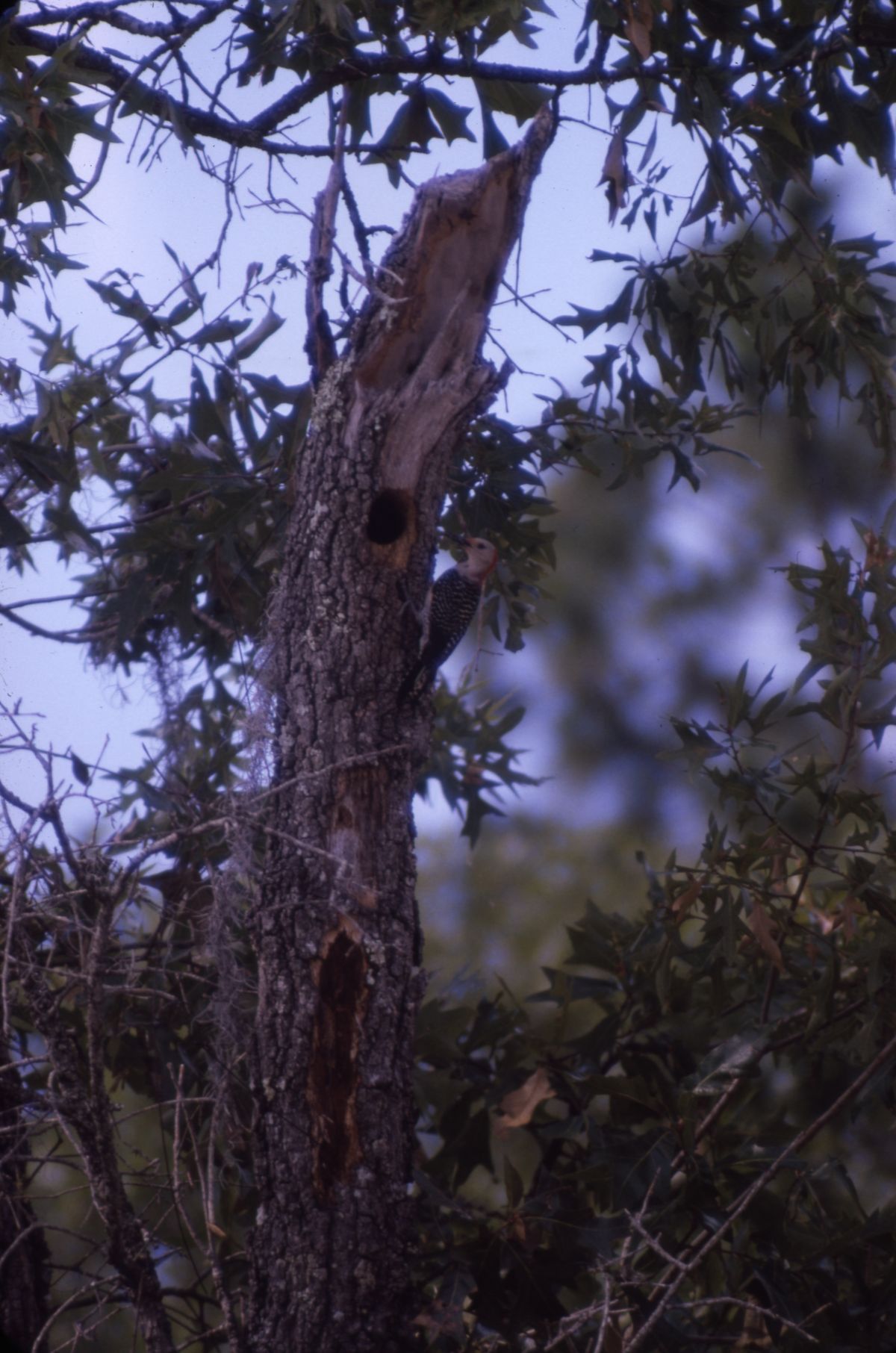 Red-bellied woodpecker