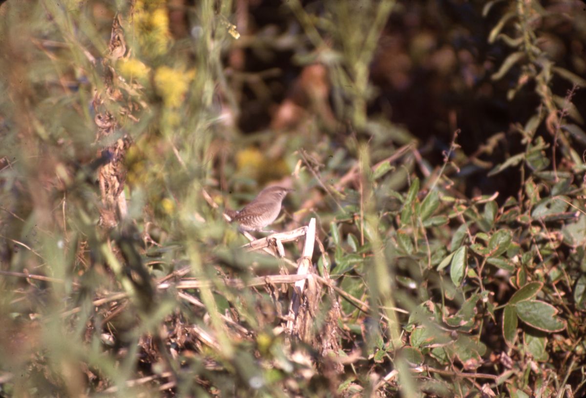 House wren