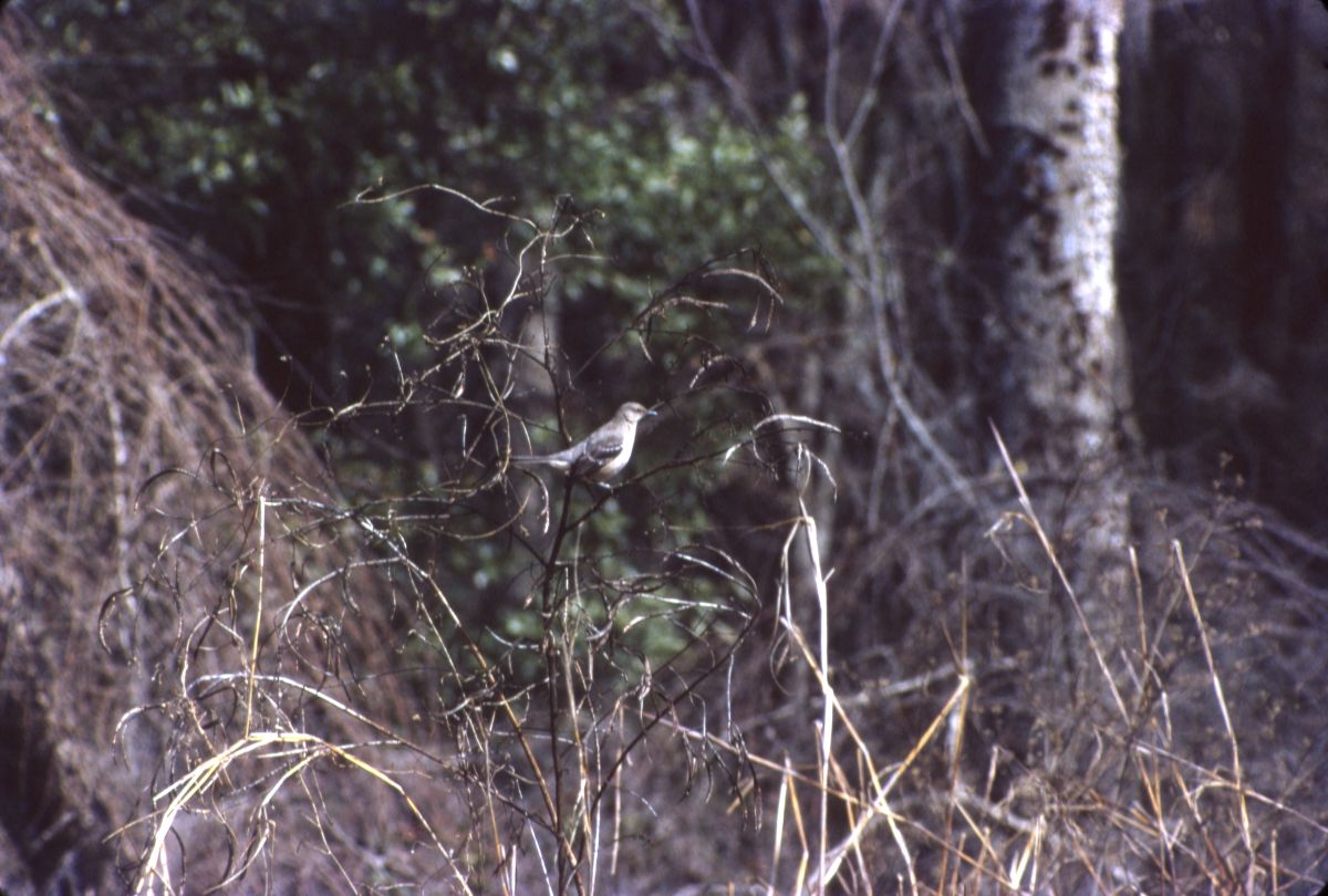 Mockingbird