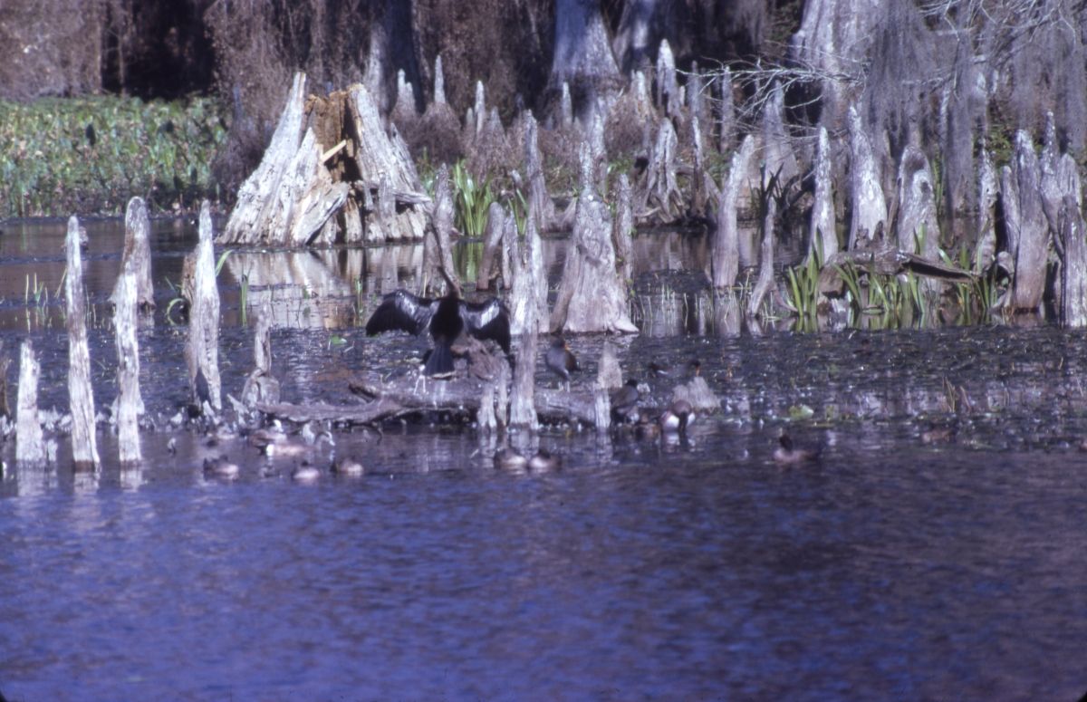 Anhinga - Wakulla Springs, Florida