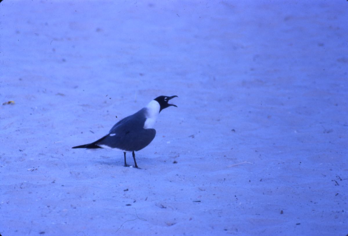 Laughing gull