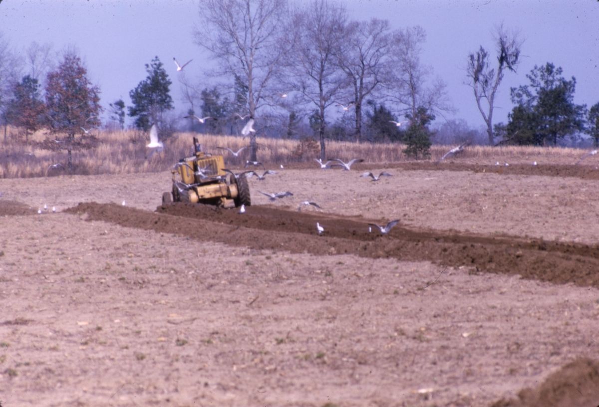 Gulls and tractor