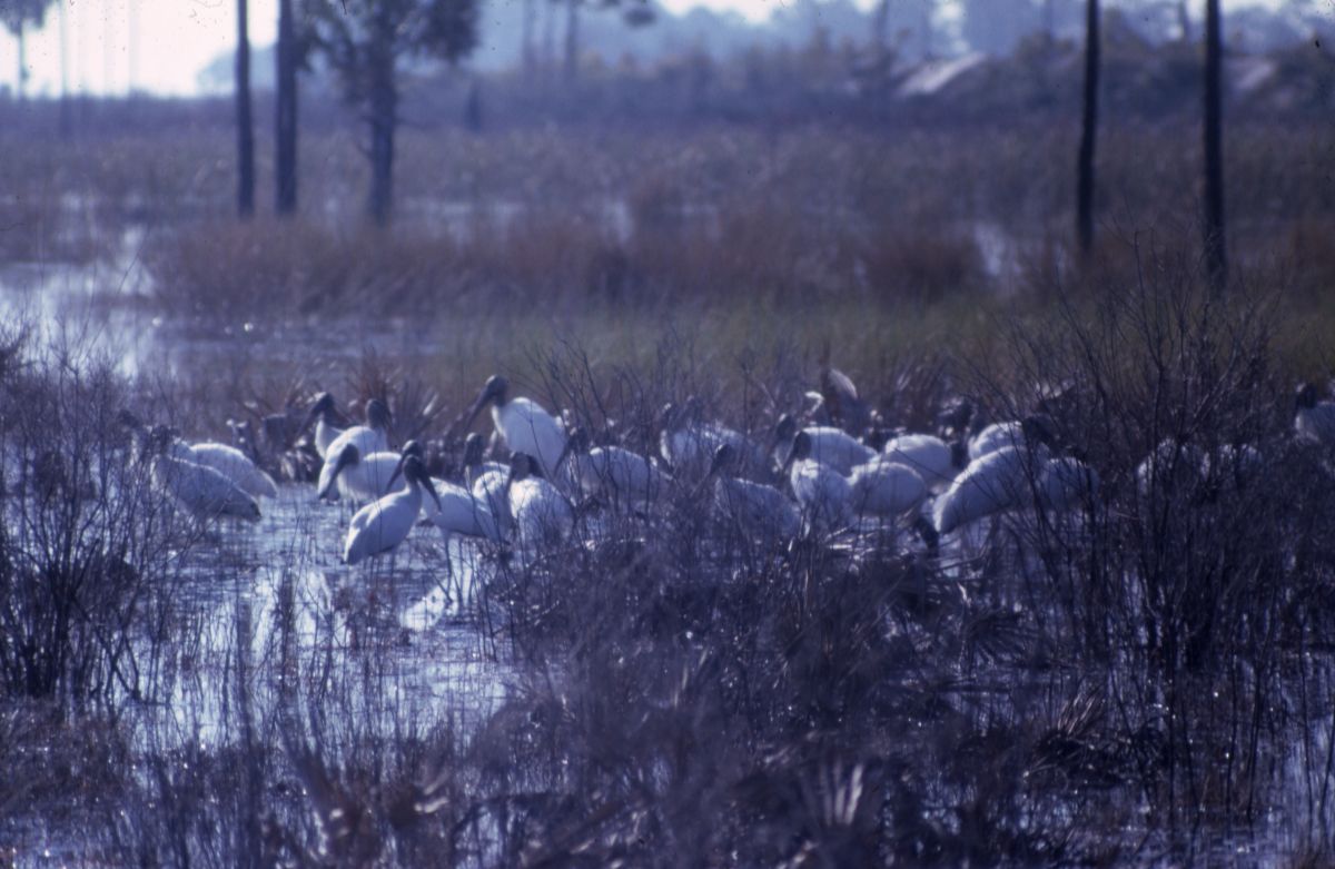 Wood ibis
