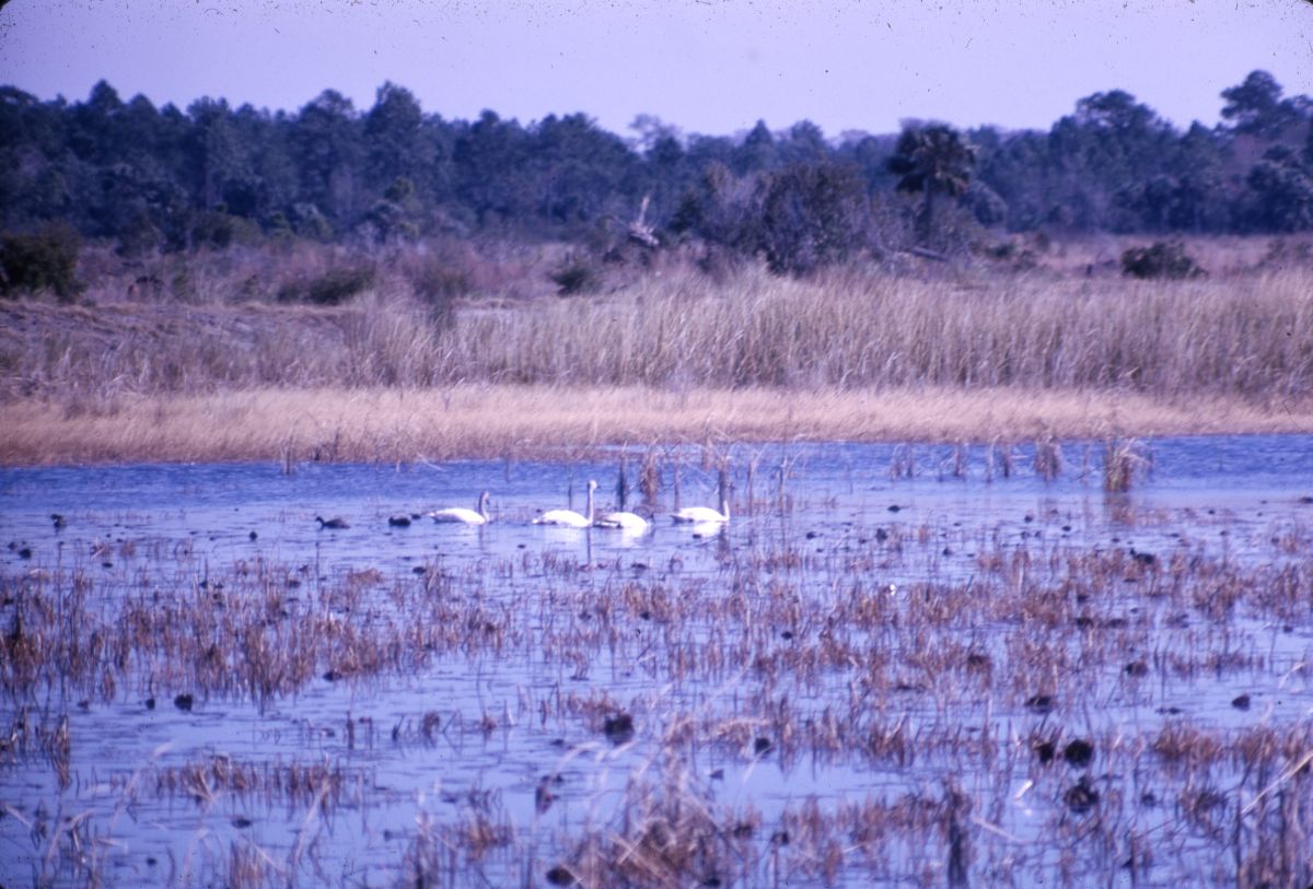 Whistling swan