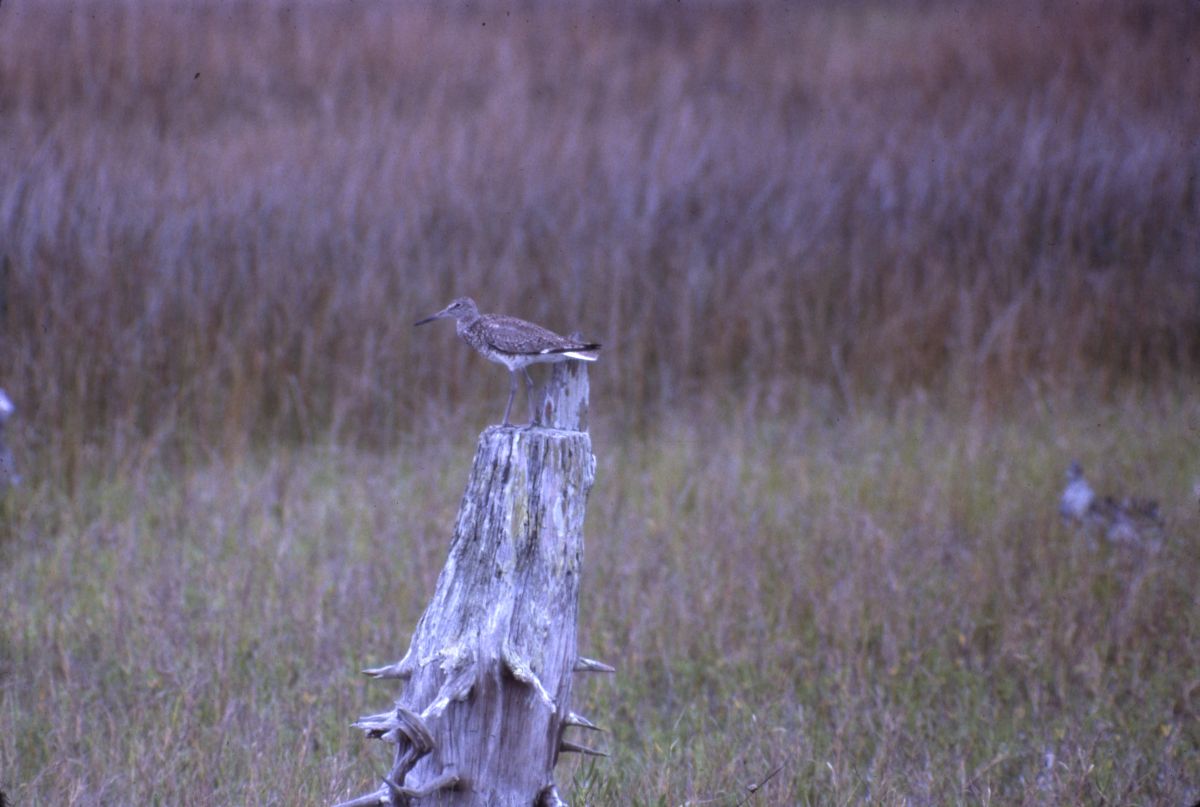 Semipalmated snipe, or Willet