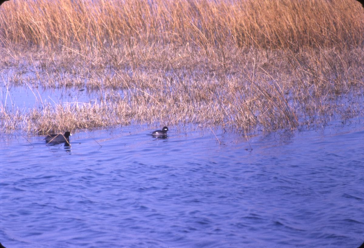 Bufflehead and coot