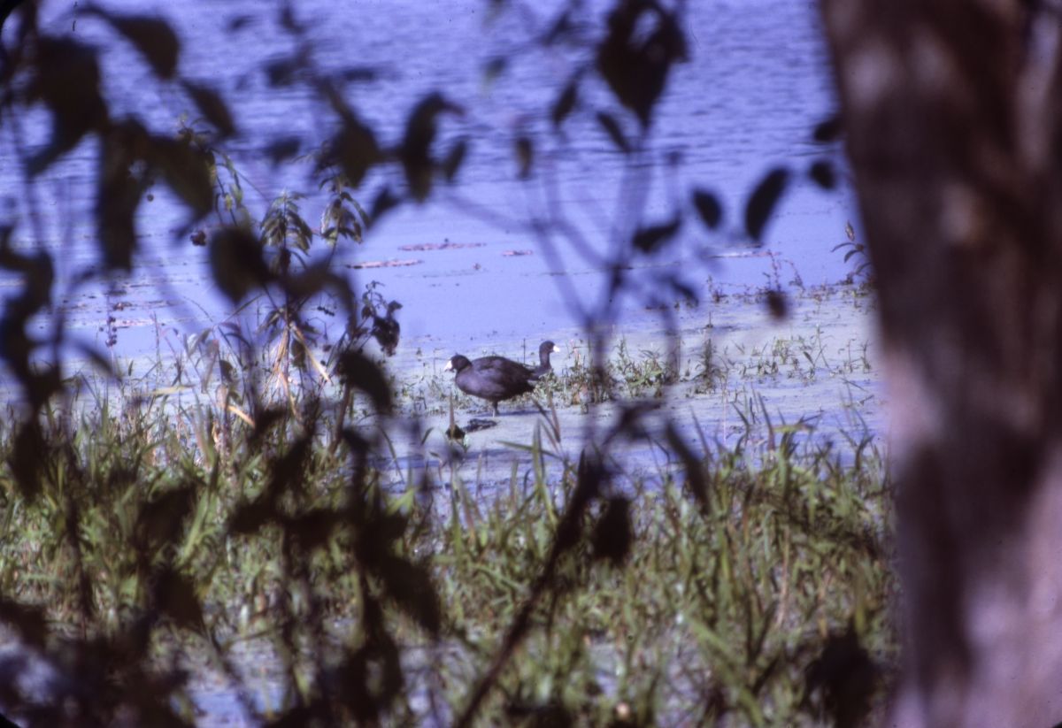Coots