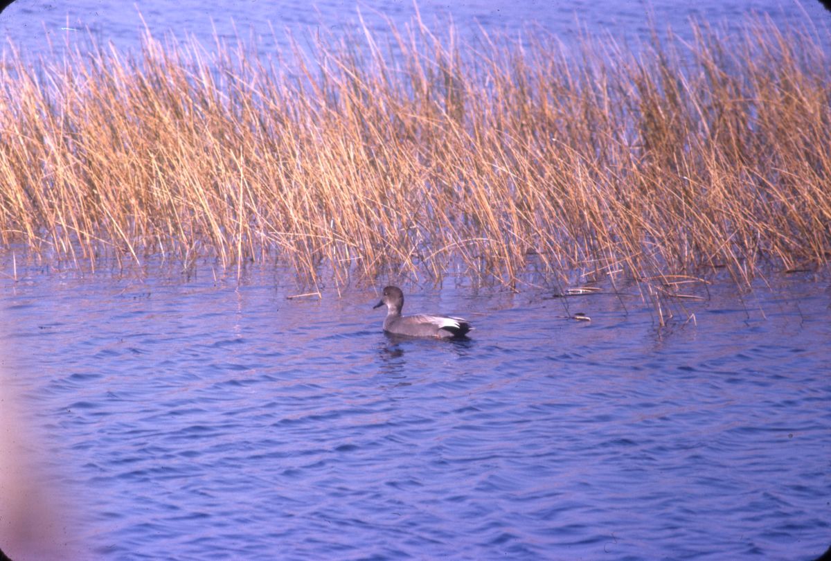 Gadwall