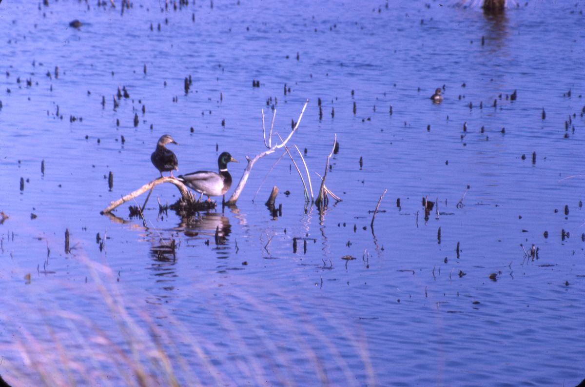 Mallards