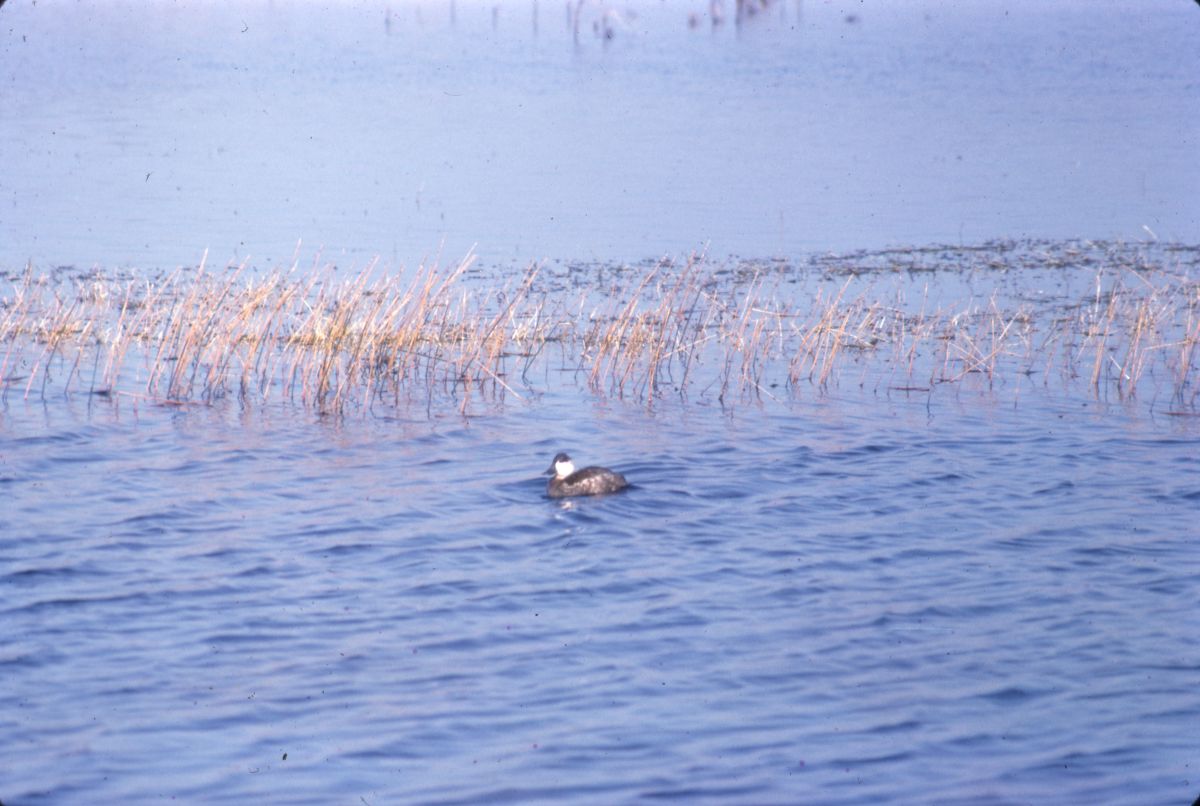 Ruddy duck