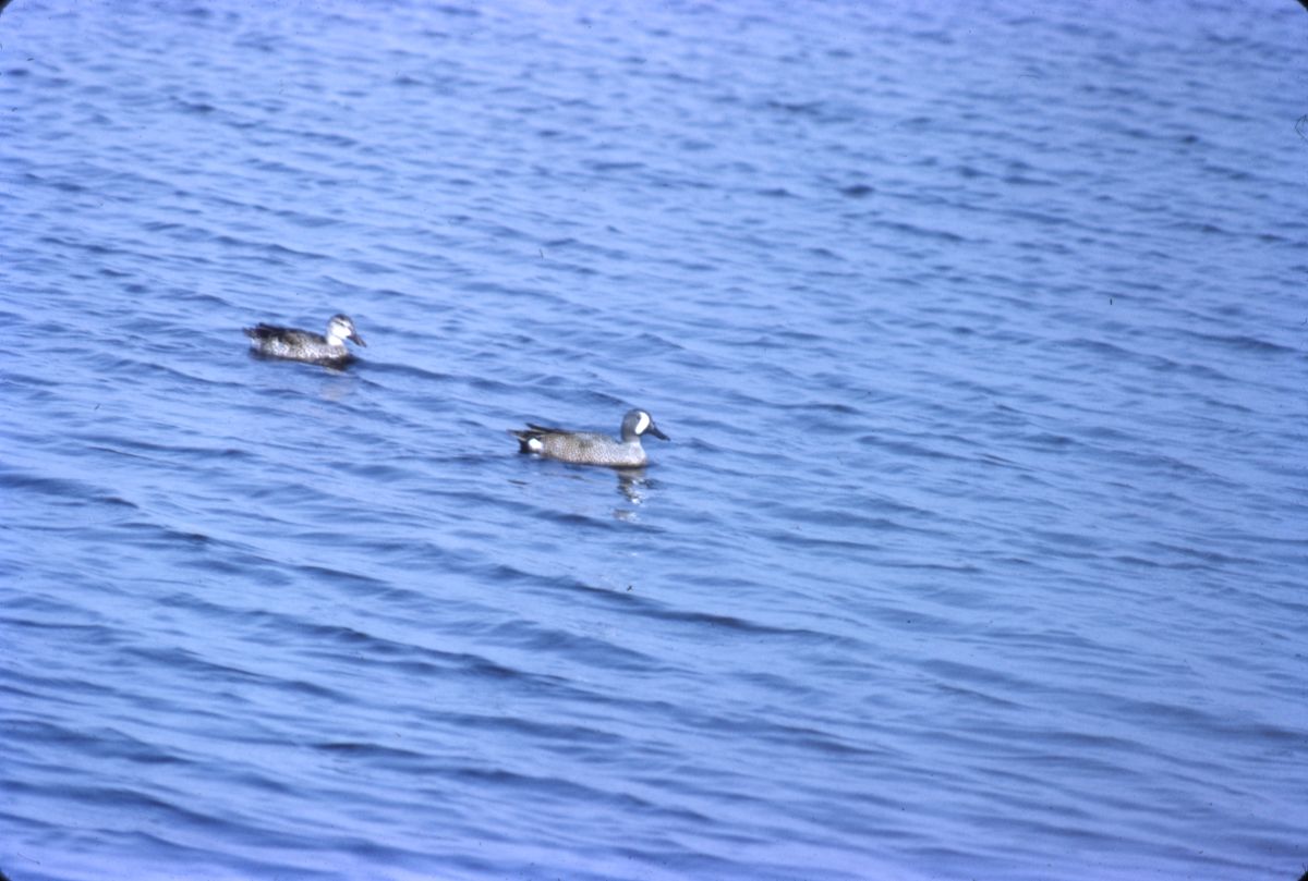 Blue-winged teal