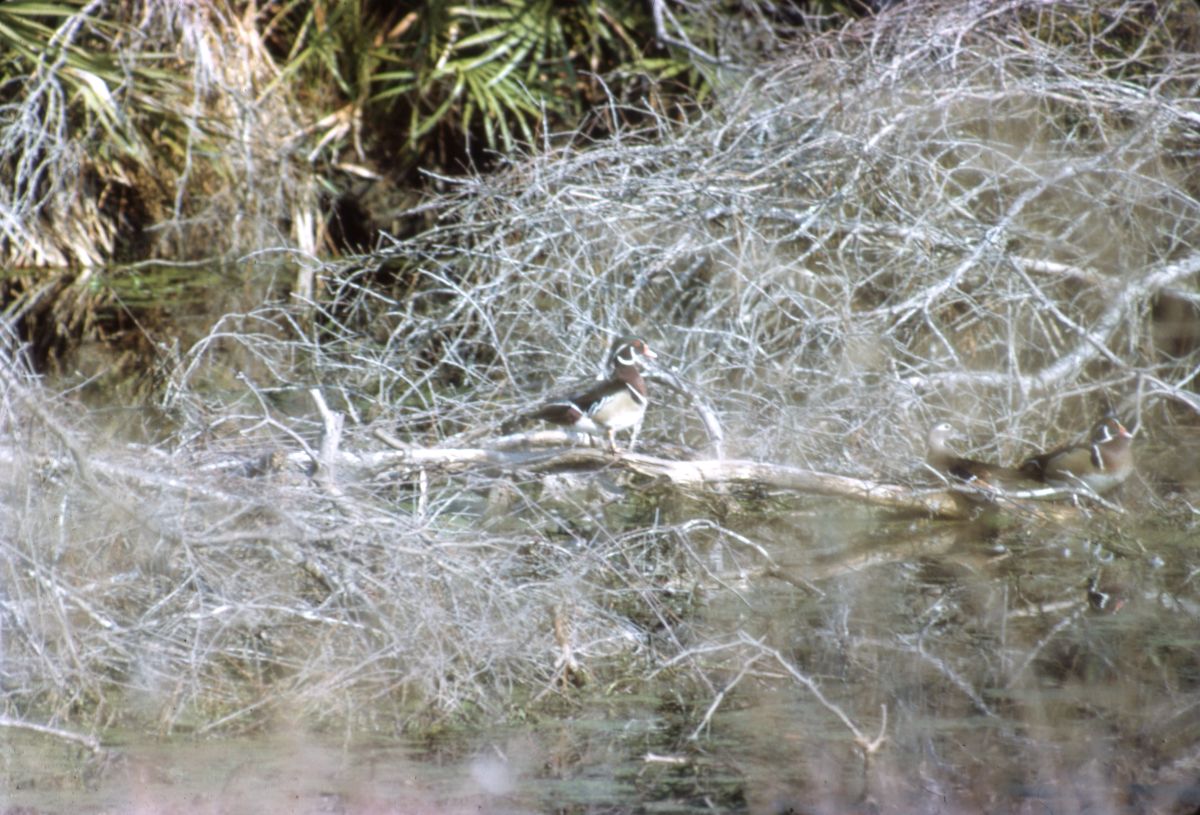 Wood duck
