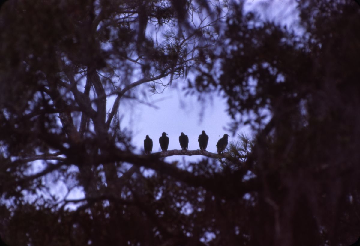 Black vultures
