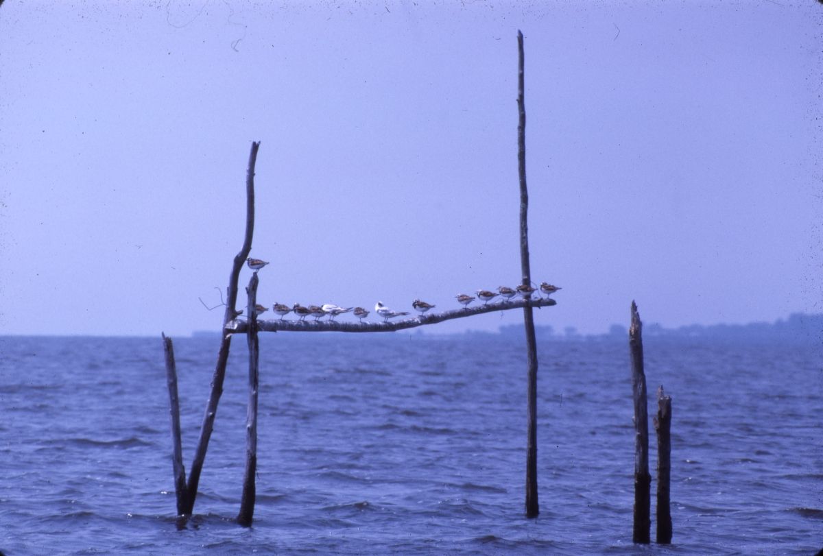 Ruddy turnstones and terns