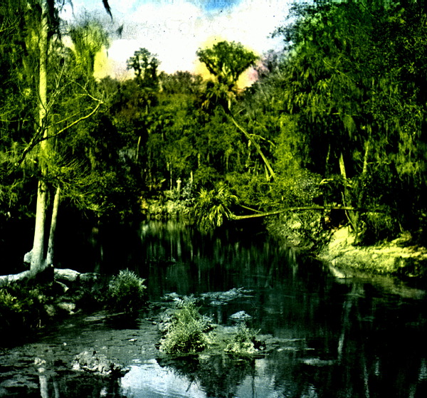 Lush swampland