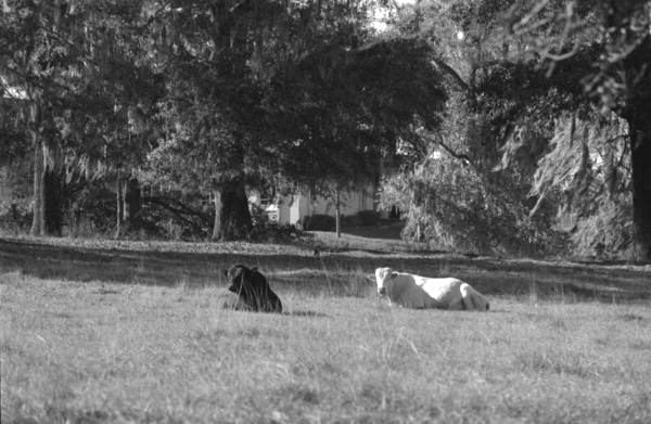 Cows at FAMU - Tallahassee, Florida.
