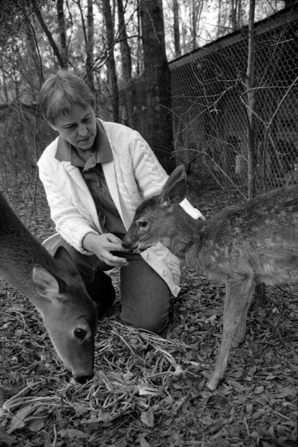 Woman with doe and fawn at the Tallahassee Junior Museum - Tallahassee, Florida.