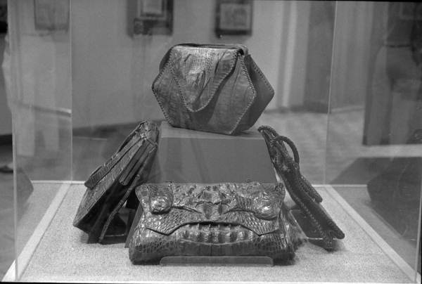 Display of alligator bags at the Museum of Florida History - Tallahassee, Florida.
