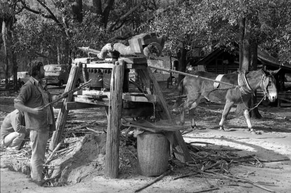 Unidentified man, mule and a sugar cane grinder - Tallahassee, Florida.