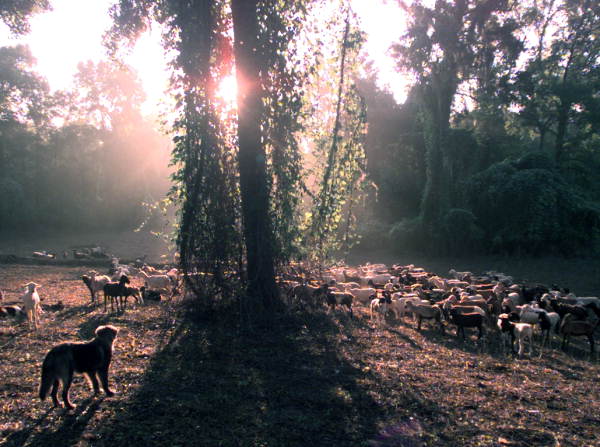 Morning view of dog with a herd of sheep