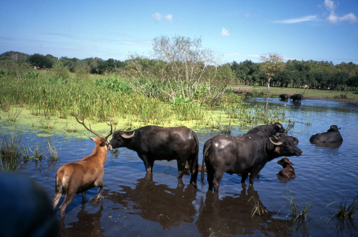 View showing a deer with water buffalo at the Big Cypress Seminole Indian Reservation.