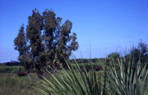 View showing a tree at the Big Cypress Seminole Indian Reservation.