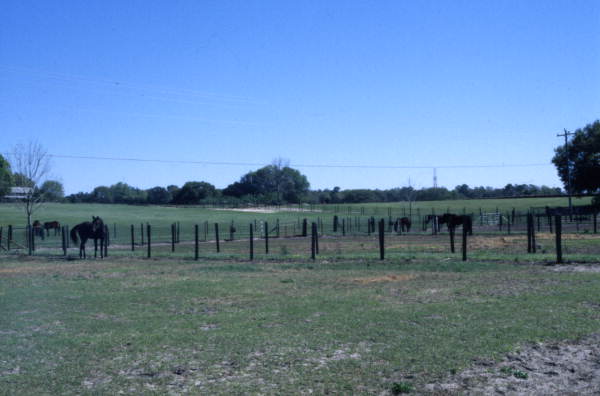 View showing pastures at the Spring Garden Ranch Training Center in De Leon Springs, Florida.