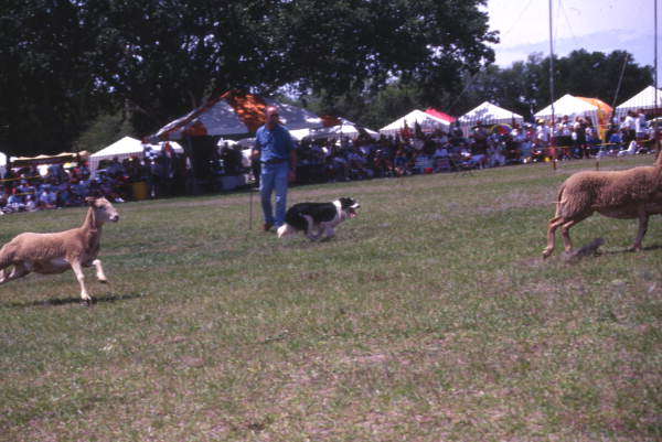 View of sheepherding with border collie at the Scottish Highland Games in Dunedin, Florida.