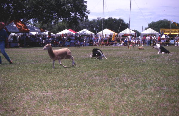 View showing border collies herding sheep at the Scottish Highland Games in Dunedin, Florida.