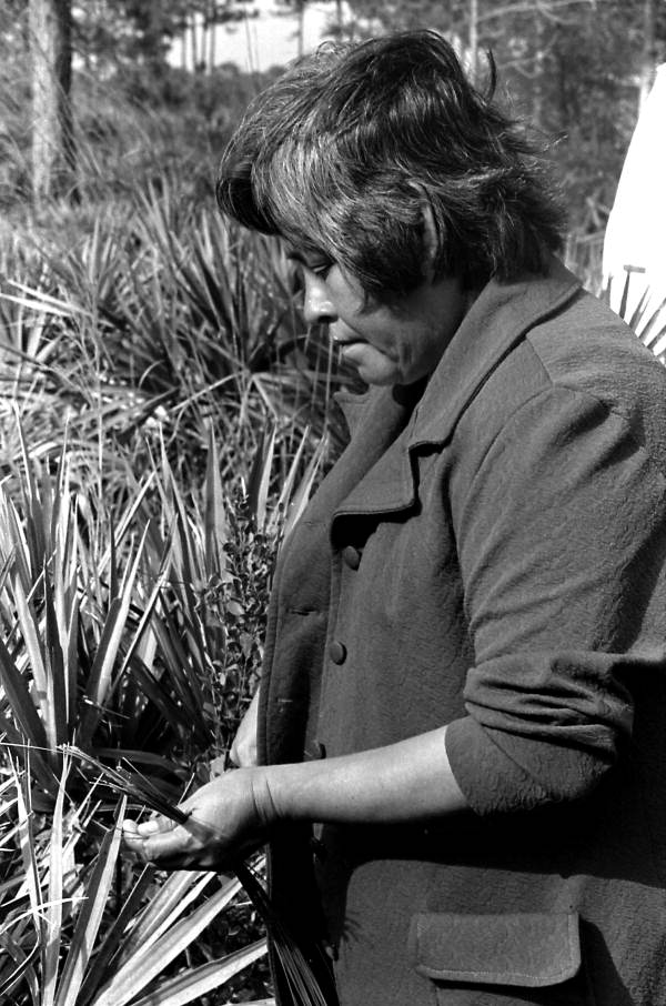 Margaret Cypress gathering sweetgrass for baskets- Immokalee, Florida