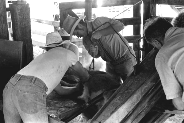 Terry Myers and Ronnie Sylvester castrating, marking, and branding cattle at Buck Island Ranch- Lake Placid, Florida