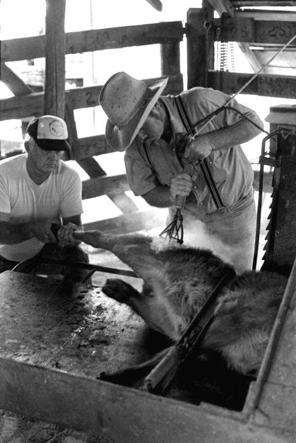Ron Breton and Ronnie Sylvester castrating, marking, and branding cattle at Buck Island Ranch- Lake Placid, Florida