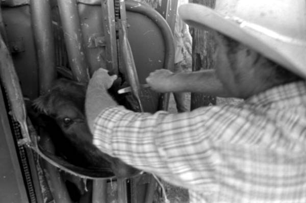 Ronnie Sylvester putting anti-fly tags on a cow's ear at Buck Island Ranch- Lake Placid, Florida