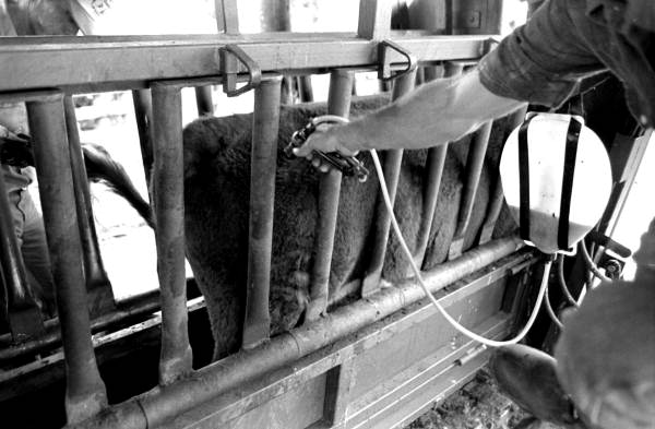 Vaccinating a bull at Buck Island Ranch:Lake Placid, Florida