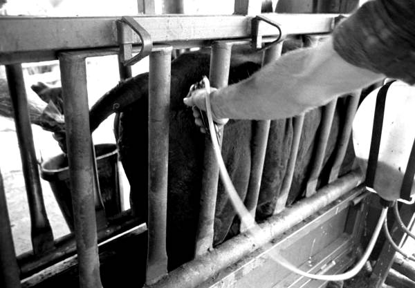 Vaccinating a bull at Buck Island Ranch:Lake Placid, Florida