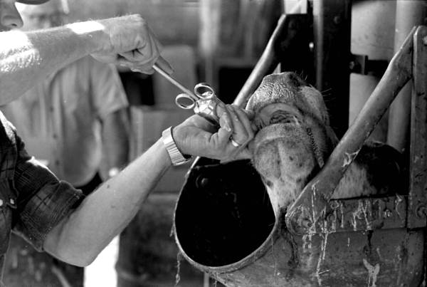 Roger McGee worming a cow at Buck Island Ranch- Lake Placid, Florida