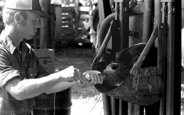 Roger McGee worming a cow at Buck Island Ranch- Lake Placid, Florida