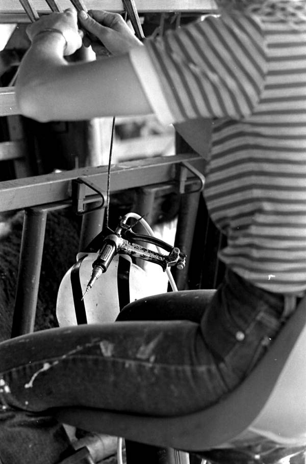 Sarah Childs with vaccination equipment at Buck Island Ranch- Lake Placid, Florida
