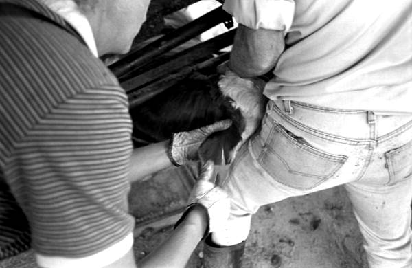 Cowboys marking and branding cattle at Buck Island Ranch- Lake Placid, Florida