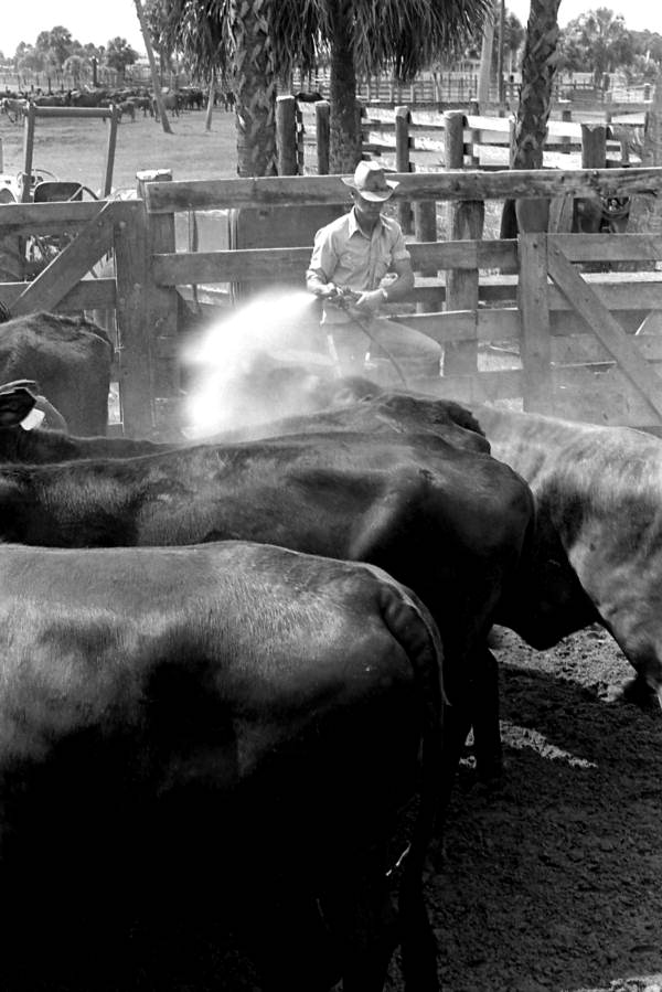 Lloyd McGee spraying cattle with a hose at Buck Island Ranch- Lake Placid, Florida