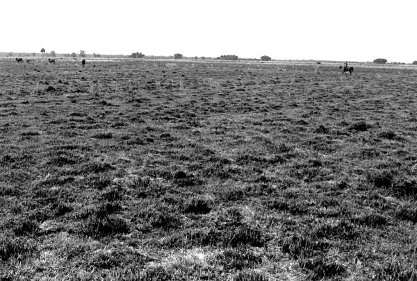 Herding cattle on "the range" at Buck Island Ranch- Lake Placid, Florida