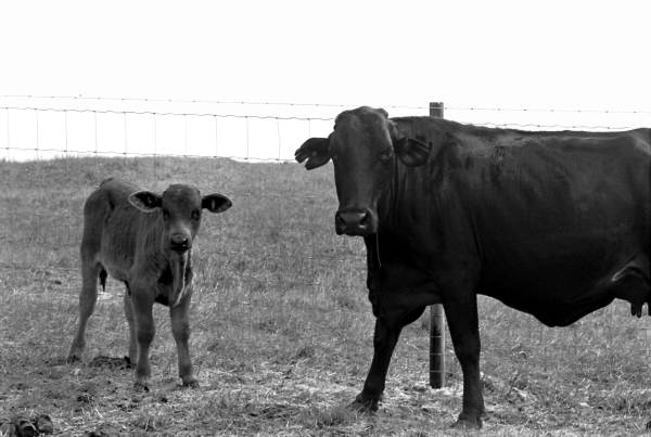 Cows at Buck Island Ranch- Lake Placid, Florida