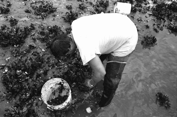 Mike Hilchey collecting oysters on Simpson's Creek.- Jacksonville, Florida.