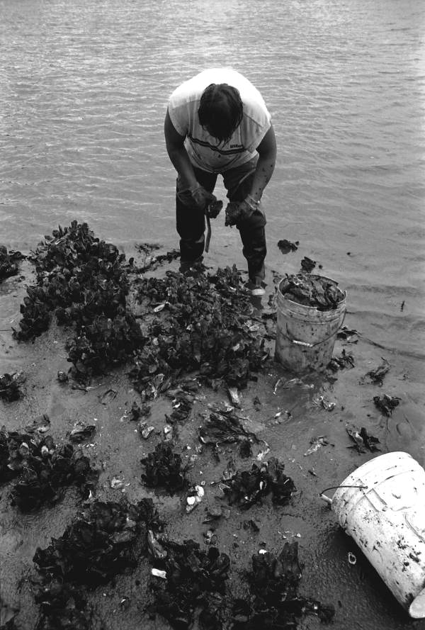 Mike Hilchey collecting oysters on Simpson's Creek.- Jacksonville, Florida