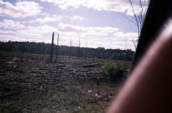 Area that has been cut by loggers.