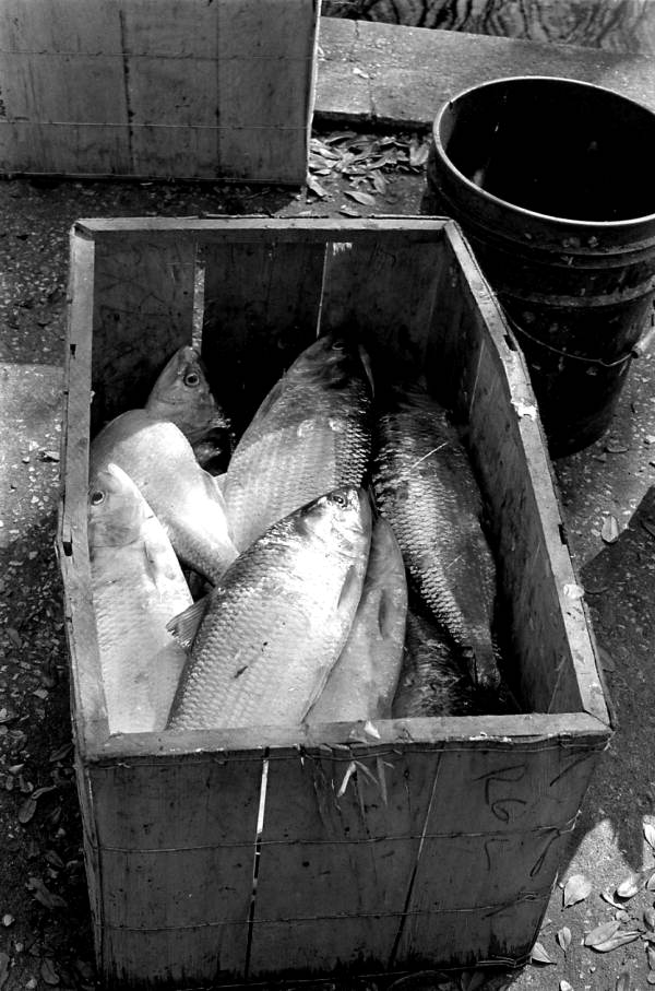 Box of shad fish sitting on the dock - East Palatka, Florida.